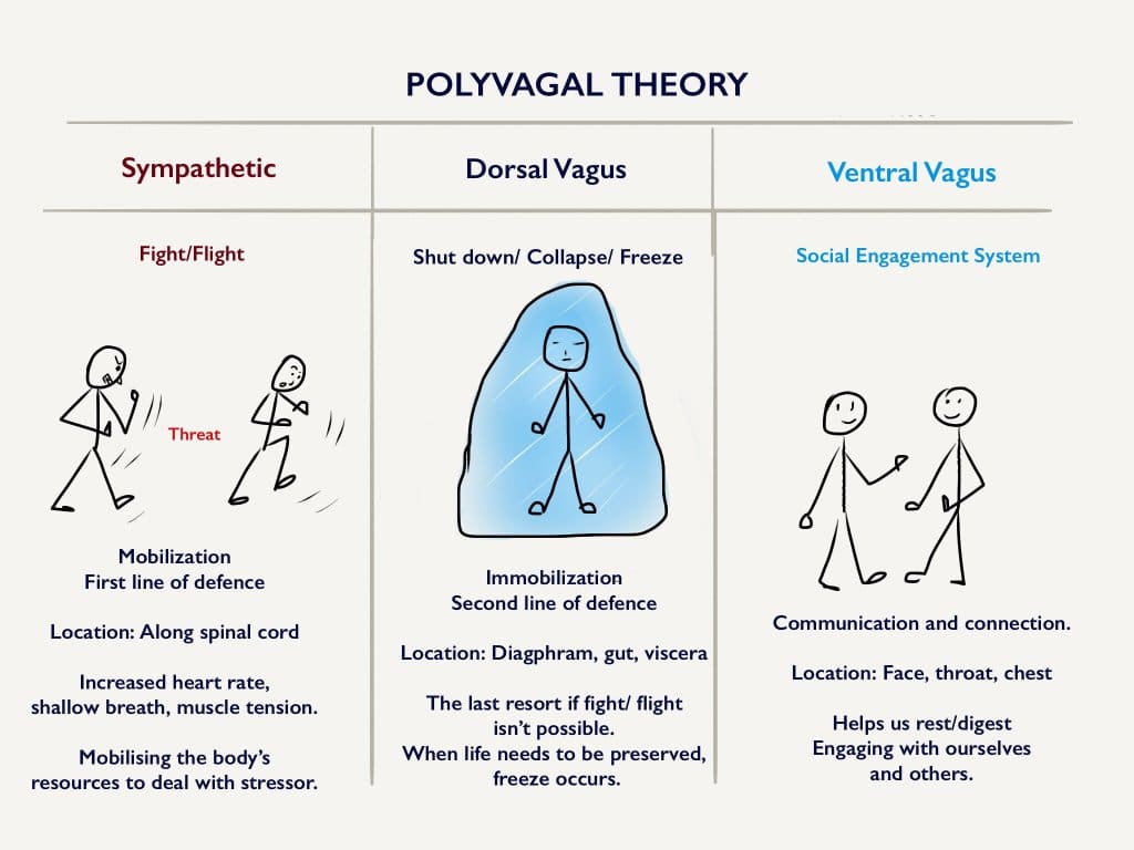 polyvagal theory